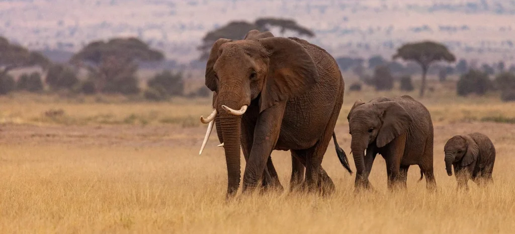 טיול בתפירה אישית לטנזניה 10 elephants 8171393 1280 e1731435700975