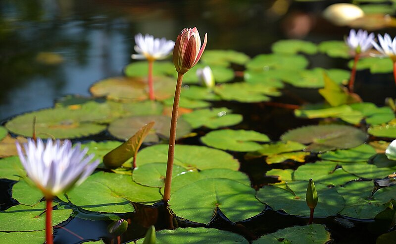 121385 sarona park pool of the water lilies PikiWiki Israel