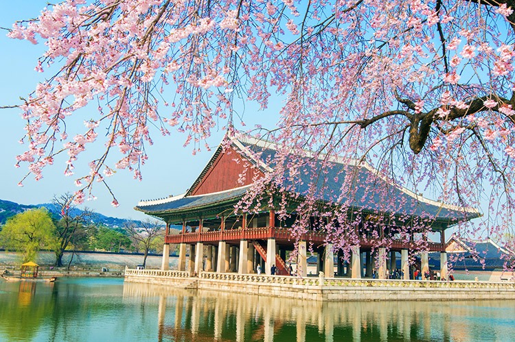 gyeongbokgung palace with cherry blossom spring korea copy