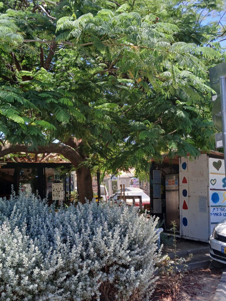 קפה מקומי שכונת שפירא