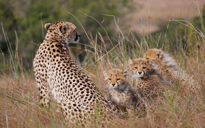 Lalibela Wildlife Reserve Marks Camp Cheetah