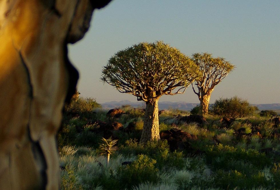טיול בהתאמה אישית לנמיביה 8 quiver tree forest 49471 1280 copy