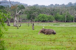 sri lankan elephant 4043774 1280