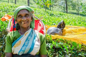 tea picking lady 4040047 1280