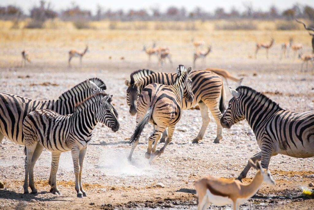 טיול בהתאמה אישית לנמיביה 14 zebras 5015976 1280 copy