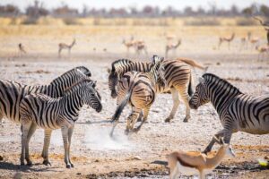 zebras 5015976 1280 copy
