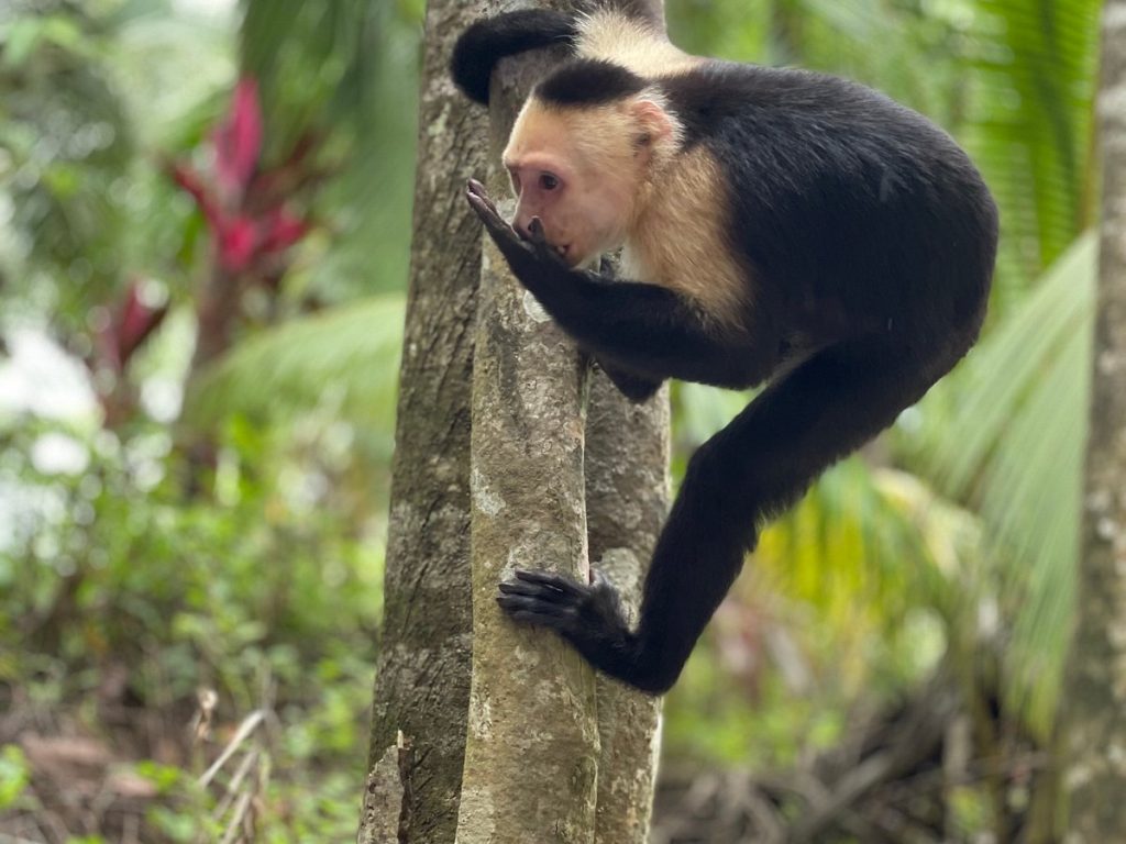 mangrove monkey tour