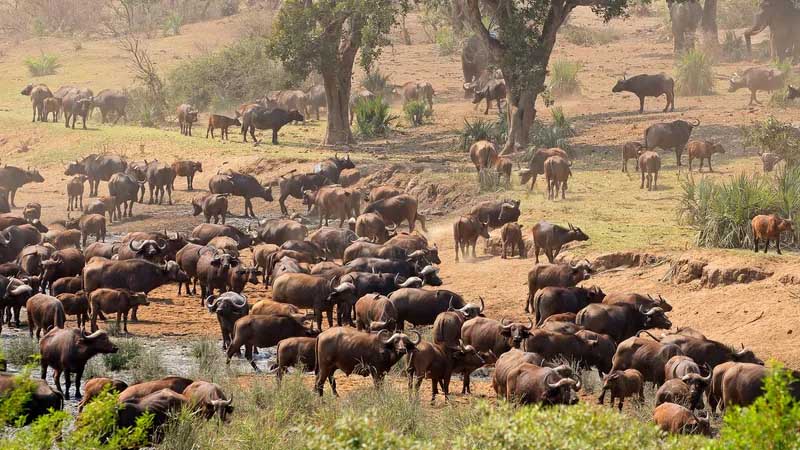 דרום אפריקה - שמורת קרוגר - ספארי