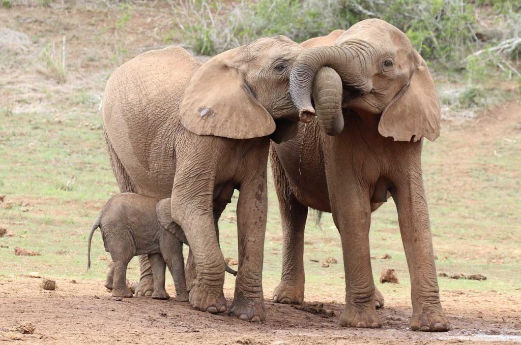 שמורת אדו – ממלכת הפילים בדרום אפריקה - TRYIT 17 elephants 6255858 1280 copy