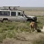Vehicle_with_Lions_711px copy