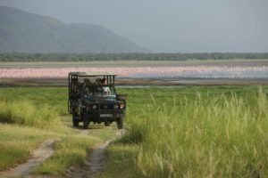 Game drive flamingo andBeyond Lake Manyara Tree Lodge 300x200 1