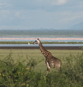 Lake Manyara National Park Giraffes 24 286 300shar 50brig 20 c1