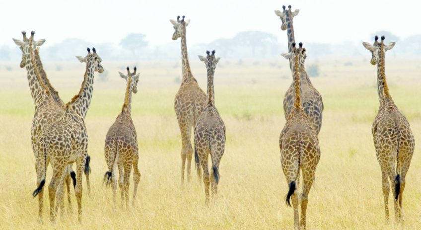 298054 serengeti giraffes 848x463 1