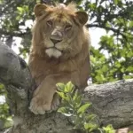 lion-4828189_1280-copy.webp