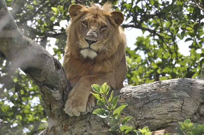 lion 4828189 1280 copy 1
