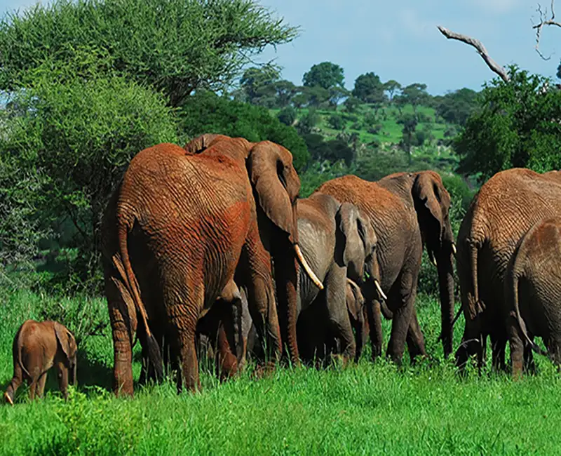 7523944 elephants tarangiri 1920 copy