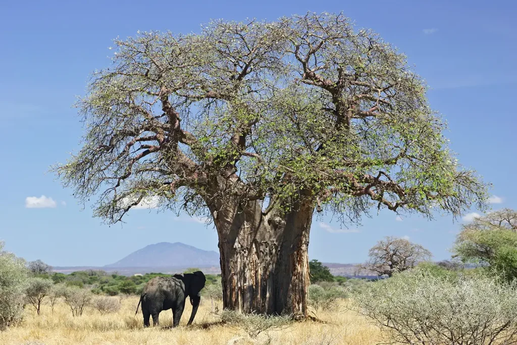 Baobab and elephant Tanzania copy